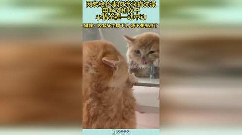捡来的猫男友在线观看,在线观看揭开奇幻爱情之谜 第3张 捡来的猫男友在线观看,在线观看揭开奇幻爱情之谜 第3张